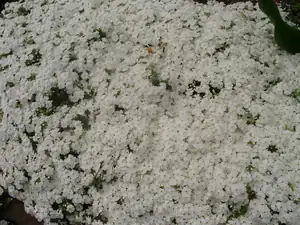 muškatek — 4. května 2012