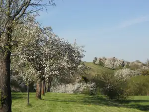 Magdalenka73 — 6. května 2012