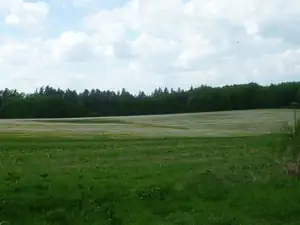 pampelišky pomalu odkvétají