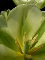 Tulipán - detail