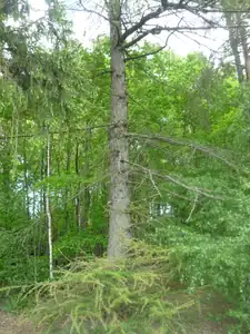 kyti5 — 9. května 2012