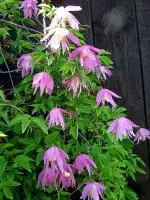 Clematis alpina