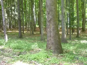 kyti5 — 9. května 2012