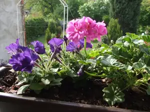 iris66 — 9. května 2012