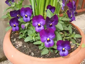 iris66 — 9. května 2012
