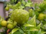 Citrus chinotto