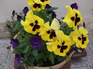 iris66 — 9. května 2012