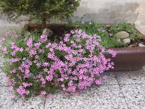 iris66 — 9. května 2012