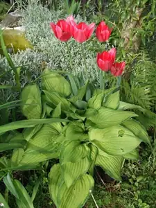 iris66 — 9. května 2012