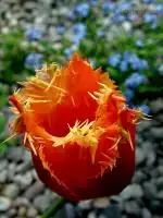 Tulipán třepenitý