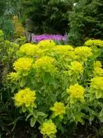 Pryšec - Euphorbia polychroma variegata