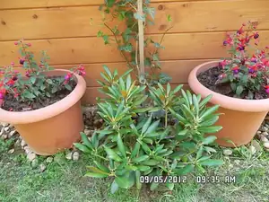 fuksie a rhododendron