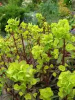 Pryšec mandloňovitý - Euphorbia amygdaloides,