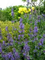 Šanta kočičí - Nepeta cataria