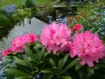 Rododendron u jezírka