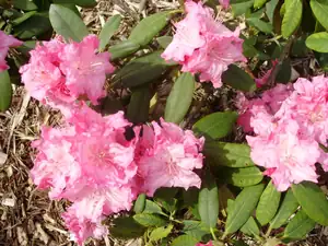 Rododendron