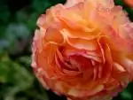 Pryskyřník - Ranunculus asiaticus