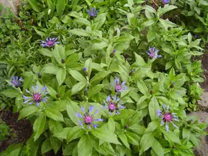Chrpa