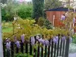 vist