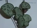 Ceropegia woodii - Svícník
