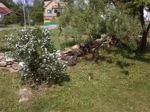 jandulinkah — 13. května 2012