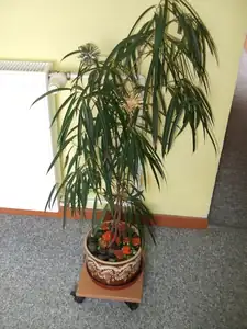 asi fíkus