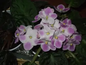 iris66 — 14. května 2012