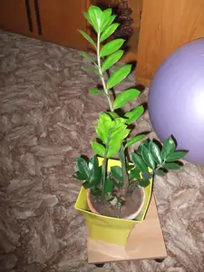 zamiokulkas