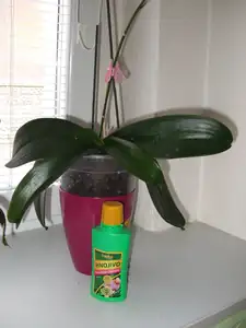 orchidej