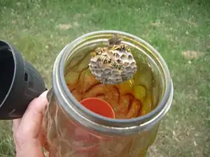 VOSÍ HNÍZDO VE HŘBITOVNÍ SKLÍNCE
