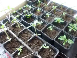 cínie a afrik.po neděli půjdou ven