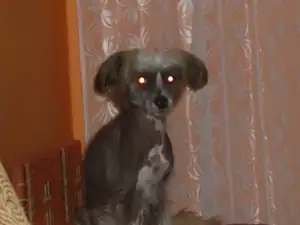 UPÍR