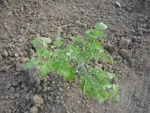 RAJČE