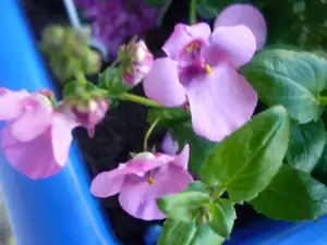 diascia pink