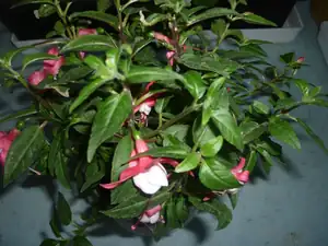 FUCHSIE