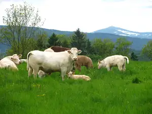 Dnes jsem fotila krásnou přírodu,mrkněte