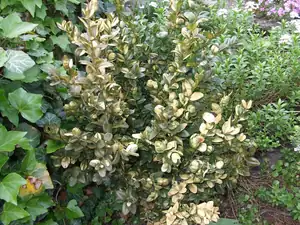 iris66 — 18. května 2012