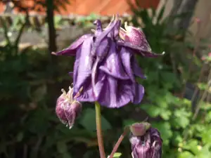 iris66 — 18. května 2012