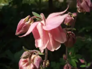 iris66 — 18. května 2012