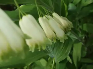 iris66 — 18. května 2012