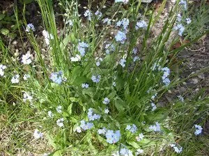 iris66 — 18. května 2012