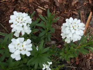 iris66 — 18. května 2012