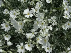 iris66 — 18. května 2012