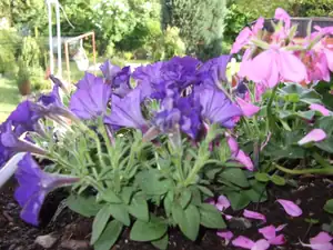 iris66 — 18. května 2012