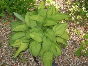 iris66 — 18. května 2012