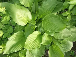 iris66 — 18. května 2012
