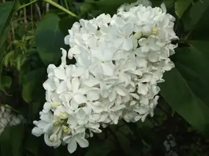 iris66 — 18. května 2012