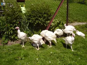 Krocani