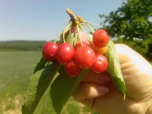 První třešně