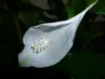 Spathiphylum kv